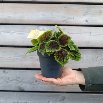Pilea mollis (Pilea) ´MOON VALLEY´ - kont. C1L, výška 5Ø15 cm